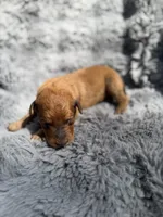 Bowan, a male Aussiedoodle and Poodle - Standard  for sale in New Port Richey, FL – Photo 4 of 9