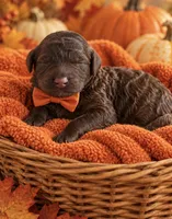 Evryn F1bb Mini, a female Sheepadoodle for sale in New Port Richey, FL – 2 of 2