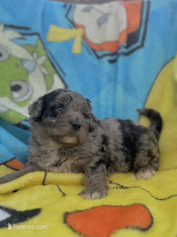 Calix F1bb – Miniature Bernedoodle puppy for sale in New Port Richey, FL