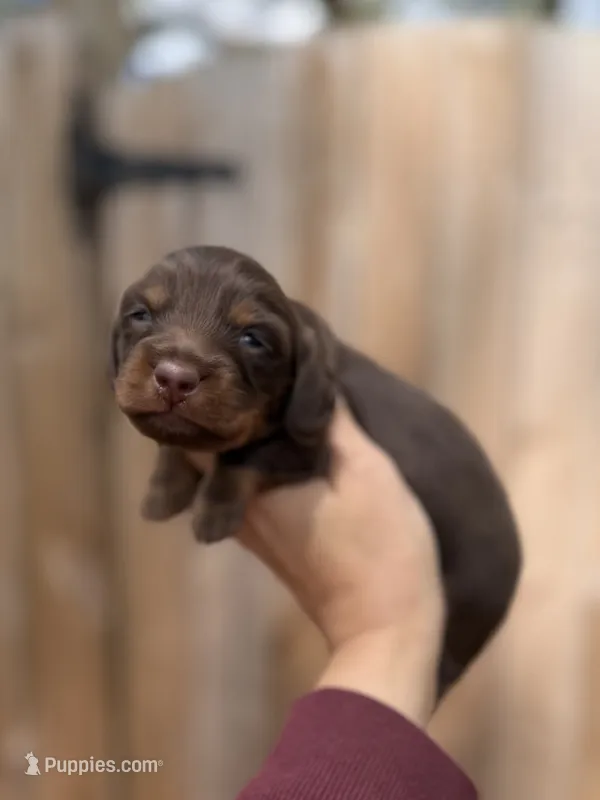 Johnny – Miniature Dachshund puppy for sale in New Port Richey, FL