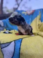 Fernando, a male Miniature Dachshund for sale in New Port Richey, FL – 7 of 9