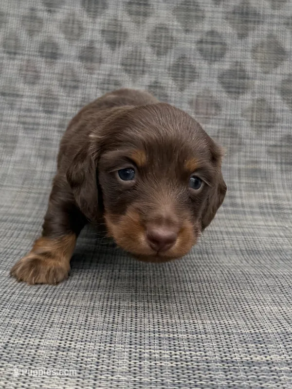 Johnny – Miniature Dachshund puppy for sale in New Port Richey, FL