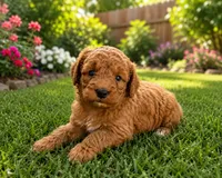 Nico, a male Miniature Goldendoodle for sale in New Port Richey, FL – 2 of 2