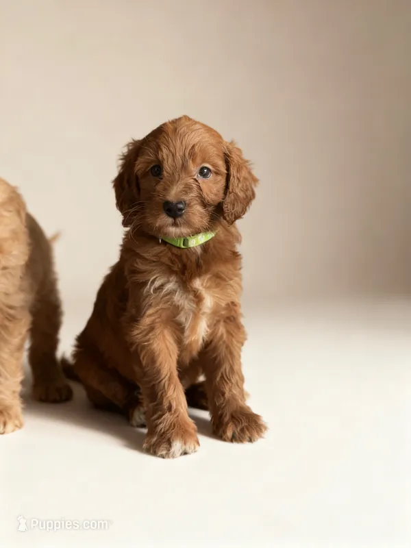 Edison – Miniature Goldendoodle puppy for sale in New Port Richey, FL