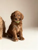 Edison, a male Miniature Goldendoodle for sale in New Port Richey, FL – 1 of 2