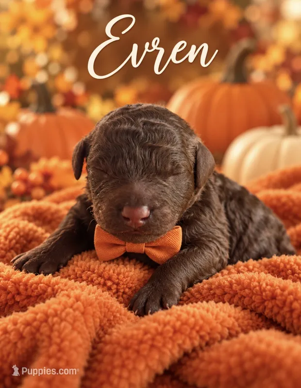 Evryn F1bb Mini – Sheepadoodle puppy for sale in New Port Richey, FL