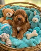 Pluto, a male Miniature Goldendoodle for sale in New Port Richey, FL – 2 of 2
