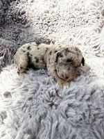 Capri F1bb, a female Miniature Bernedoodle for sale in New Port Richey, FL – Photo 1 of 8