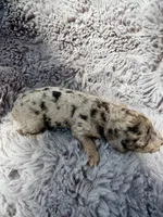 Capri F1bb, a female Miniature Bernedoodle for sale in New Port Richey, FL – Photo 3 of 8