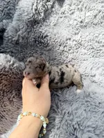 Capri F1bb, a female Miniature Bernedoodle for sale in New Port Richey, FL – Photo 6 of 8