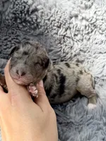 Capri F1bb, a female Miniature Bernedoodle for sale in New Port Richey, FL – Photo 2 of 8