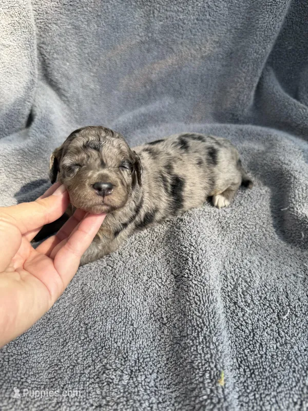Capri F1bb – Miniature Bernedoodle puppy for sale in New Port Richey, FL