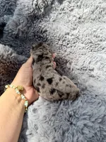 Capri F1bb, a female Miniature Bernedoodle for sale in New Port Richey, FL – Photo 7 of 8