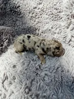 Capri F1bb, a female Miniature Bernedoodle for sale in New Port Richey, FL – Photo 5 of 8