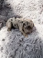 Capri F1bb, a female Miniature Bernedoodle for sale in New Port Richey, FL – Photo 4 of 8