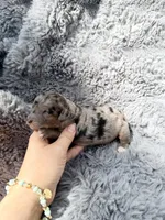 Capri F1bb, a female Miniature Bernedoodle for sale in New Port Richey, FL – Photo 8 of 8