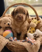 Parker, a male Miniature Goldendoodle for sale in New Port Richey, FL – 1 of 2