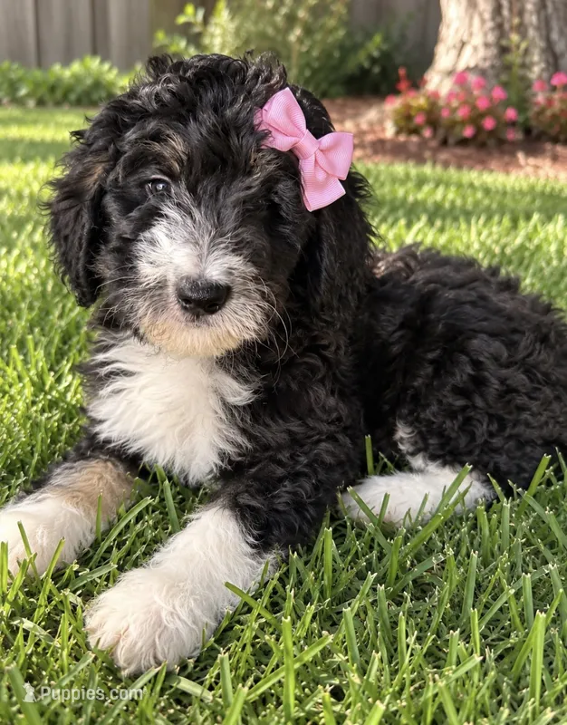 Reesah – Bernedoodle puppy for sale in New Port Richey, FL