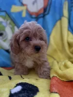 Kash, a male Yorkipoo and Poodle - Toy  for sale in New Port Richey, FL – 2 of 9