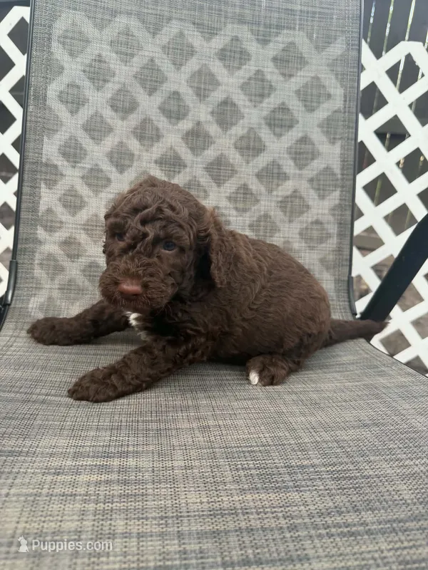 George – Miniature Goldendoodle puppy for sale in New Port Richey, FL