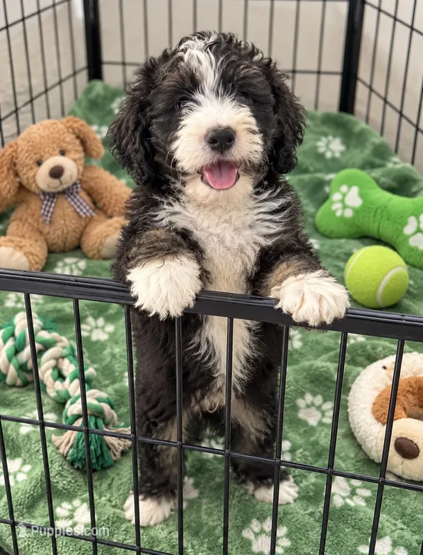 Simon – Bernedoodle puppy for sale in New Port Richey, FL