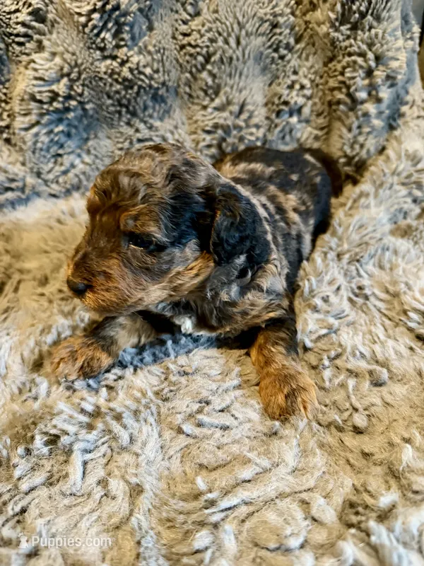Cosmo F1bb – Miniature Bernedoodle puppy for sale in New Port Richey, FL