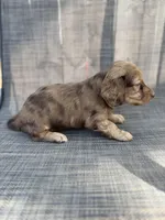 Andorra, a female Miniature Dachshund for sale in New Port Richey, FL – Photo 5 of 9