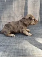 Andorra, a female Miniature Dachshund for sale in New Port Richey, FL – Photo 3 of 9