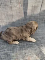 Andorra, a female Miniature Dachshund for sale in New Port Richey, FL – Photo 9 of 9