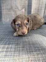 Andorra, a female Miniature Dachshund for sale in New Port Richey, FL – Photo 2 of 9