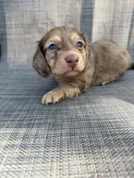 Andorra, a female Miniature Dachshund for sale in New Port Richey, FL – Photo 1 of 9