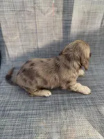 Andorra, a female Miniature Dachshund for sale in New Port Richey, FL – Photo 7 of 9