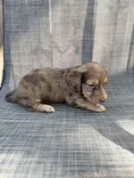 Andorra, a female Miniature Dachshund for sale in New Port Richey, FL – Photo 6 of 9