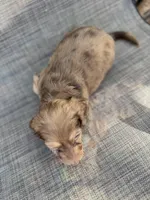 Andorra, a female Miniature Dachshund for sale in New Port Richey, FL – Photo 8 of 9