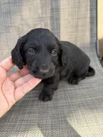 Adrian, a male Miniature Dachshund for sale in New Port Richey, FL – Photo 7 of 7