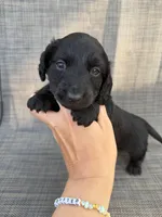 Adrian, a male Miniature Dachshund for sale in New Port Richey, FL – Photo 2 of 7