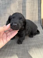 Adrian, a male Miniature Dachshund for sale in New Port Richey, FL – Photo 3 of 7