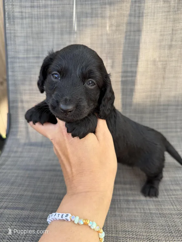 Adrian – Miniature Dachshund puppy for sale in New Port Richey, FL