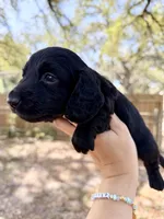 Adrian, a male Miniature Dachshund for sale in New Port Richey, FL – Photo 5 of 7