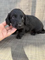 Adrian, a male Miniature Dachshund for sale in New Port Richey, FL – Photo 6 of 7