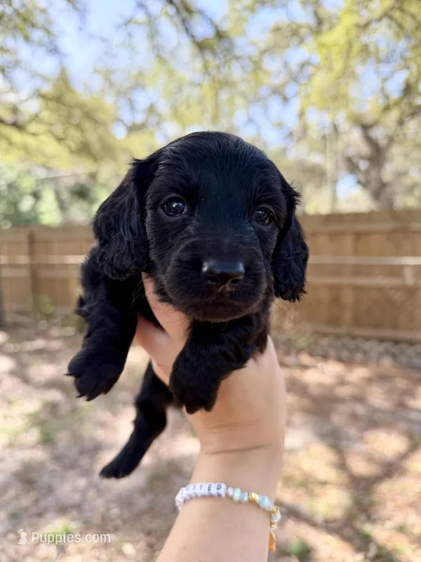 Adrian – Miniature Dachshund puppy for sale in New Port Richey, FL