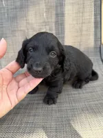 Adrian, a male Miniature Dachshund for sale in New Port Richey, FL – Photo 4 of 7