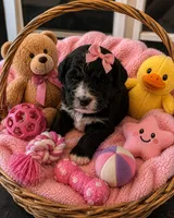 Reesah, a female Bernedoodle for sale in New Port Richey, FL – 4 of 6