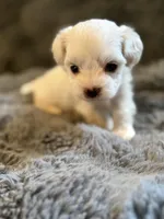 Zaylee T-cup, a female Maltipoo for sale in New Port Richey, FL – Photo 3 of 3
