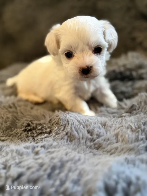 Zaylee T-cup – Maltipoo puppy for sale in New Port Richey, FL