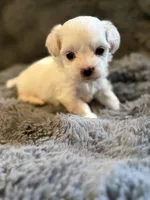 Zaylee T-cup, a female Maltipoo for sale in New Port Richey, FL – Photo 1 of 3