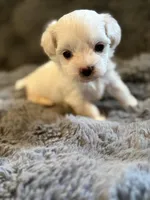Zaylee T-cup, a female Maltipoo for sale in New Port Richey, FL – Photo 2 of 3