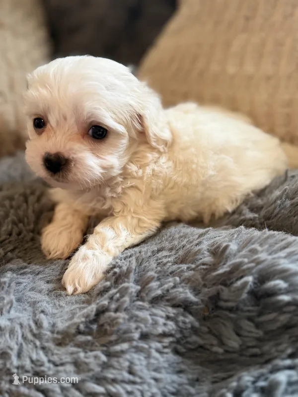 Zeke T-cup – Maltipoo puppy for sale in New Port Richey, FL