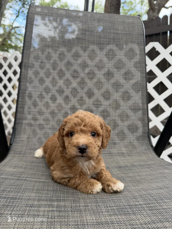 Emmalyn – Miniature Goldendoodle puppy for sale in New Port Richey, FL