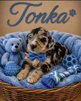 Tonka, a male Miniature Bernedoodle for sale in New Port Richey, FL – 3 of 3